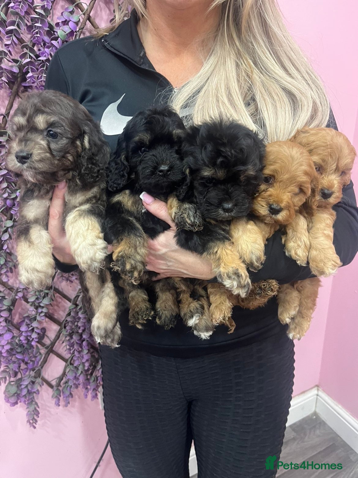Cavapoo dogs Cavapoos f1 boys and girls  - Advert 4