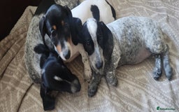 Dachshund dogs for sale: Sale of Stunning Dachshund Puppies starting at  - Image 15