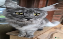 Maine Coon cats for sale: Black Smoke - Image 6