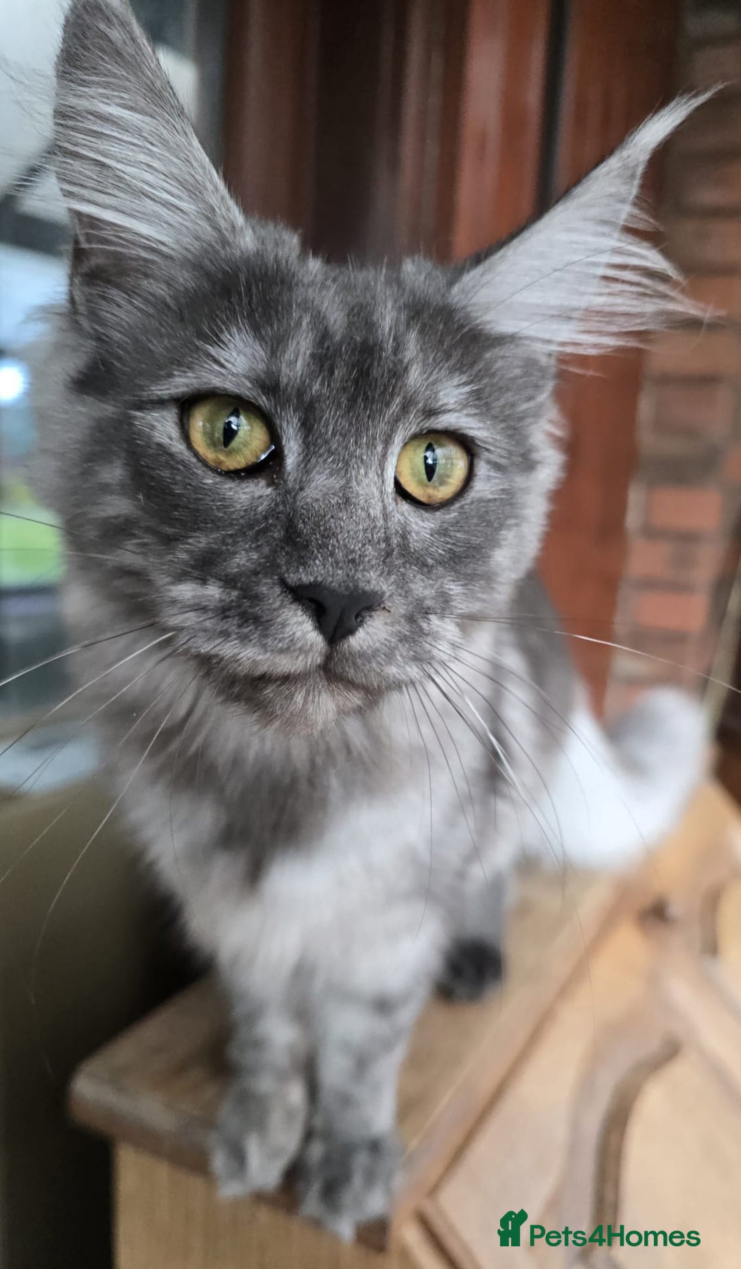 Maine Coon cats for sale: Black Smoke - Image 6