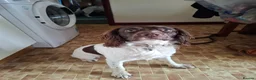 English Springer Spaniel dogs for stud: Liver/white KC registered springer stud - Advert 8