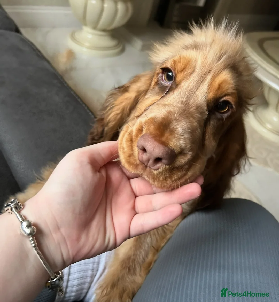 Cocker Spaniel dogs for sale: Girl cocker spaniel - Advert 1