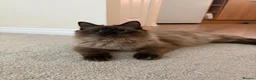 Ragdoll cats for sale: Winnie & Gus - Advert 9