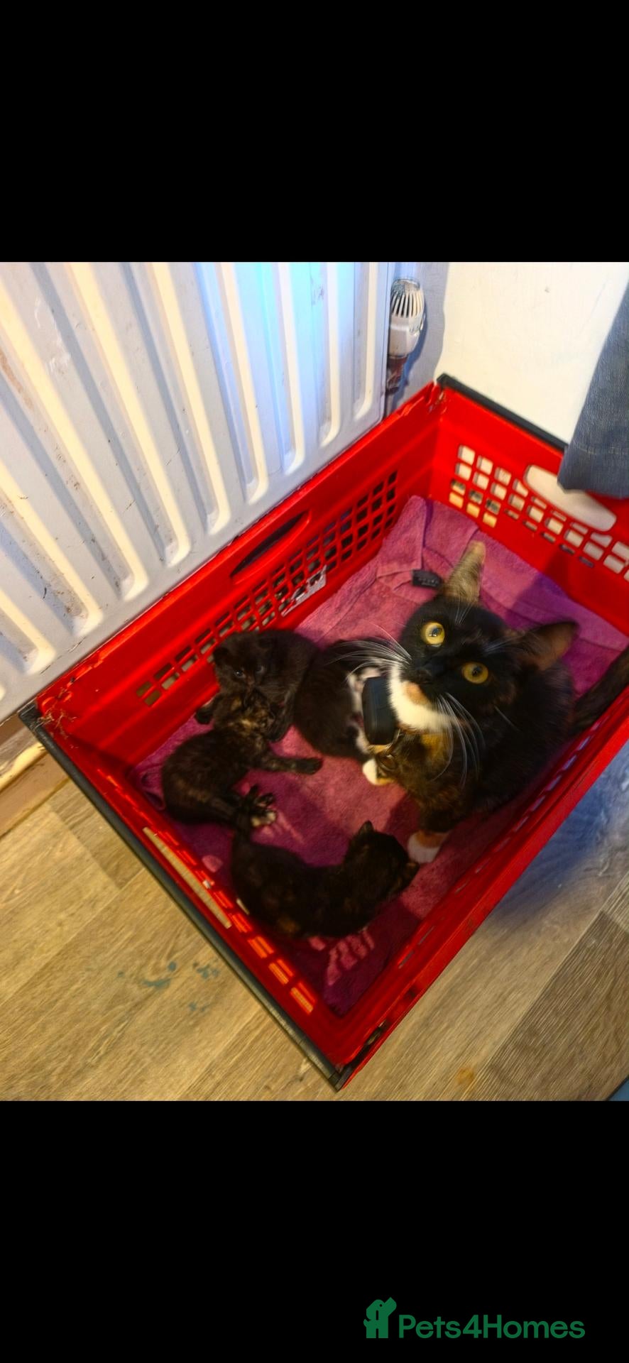 Mixed Breed cats 2 female kittens for sale  - Advert 1