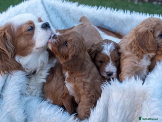 Cavapoo dogs Beautiful litter of F1 Cavapoo puppies! - Advert 6