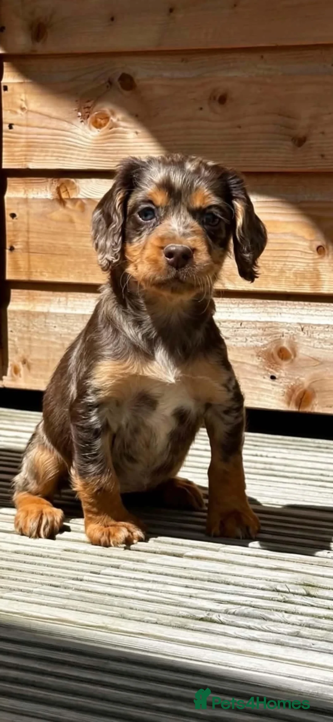 Cocker Spaniel dogs for sale: Ready now cocker spaniel  - Advert 2