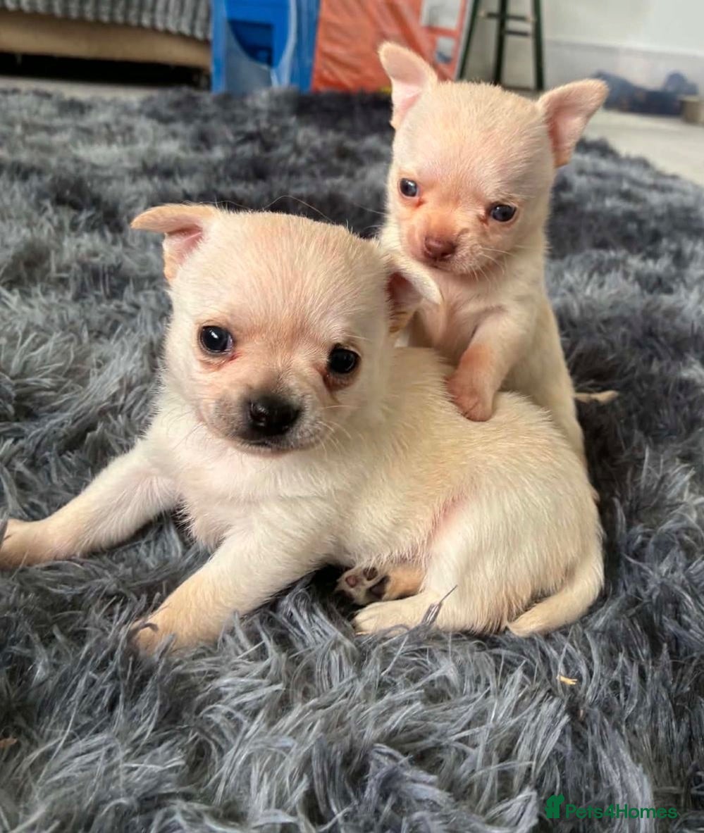 Chihuahua dogs TINY male apple head chihuahuas - Advert 6