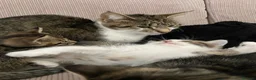 Mixed Breed cats for sale: Ready to leave: 10 week old-Tabby kittens  - Advert 6