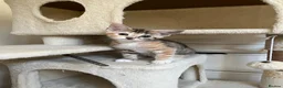Mixed Breed cats for sale: 6 lovely female kittens.  - Advert 6