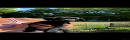 Labrador Retriever dogs for sale: Labrador's  in Chesterfield - Advert 21