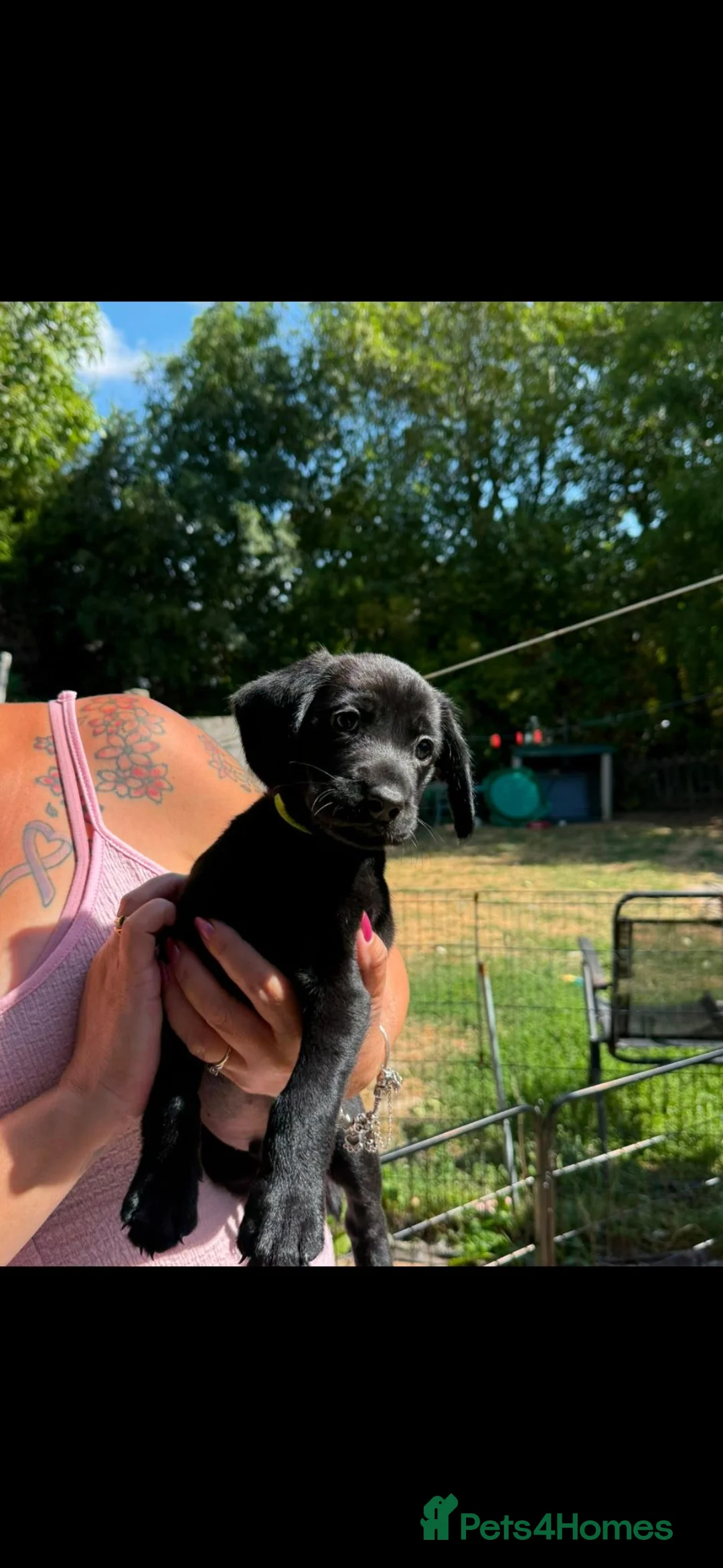 Labrador Retriever dogs for sale: Labrador's  in Chesterfield - Advert 21