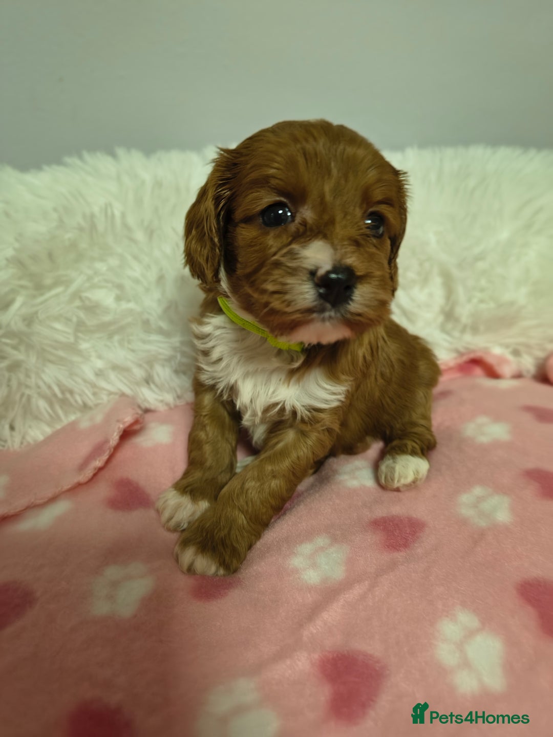 Cavapoo dogs for sale: Stunning litter of F1 cavapoo puppies,DWKC reg  - Advert 15