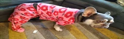French Bulldog dogs for sale: Beautiful French bulldog NEEGAN  in Wakefield - Advert 3