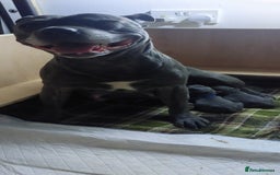 Staffordshire Bull Terrier dogs for sale: 💙KC Staffordshire Bull Terrier puppies 💙 - Image 5