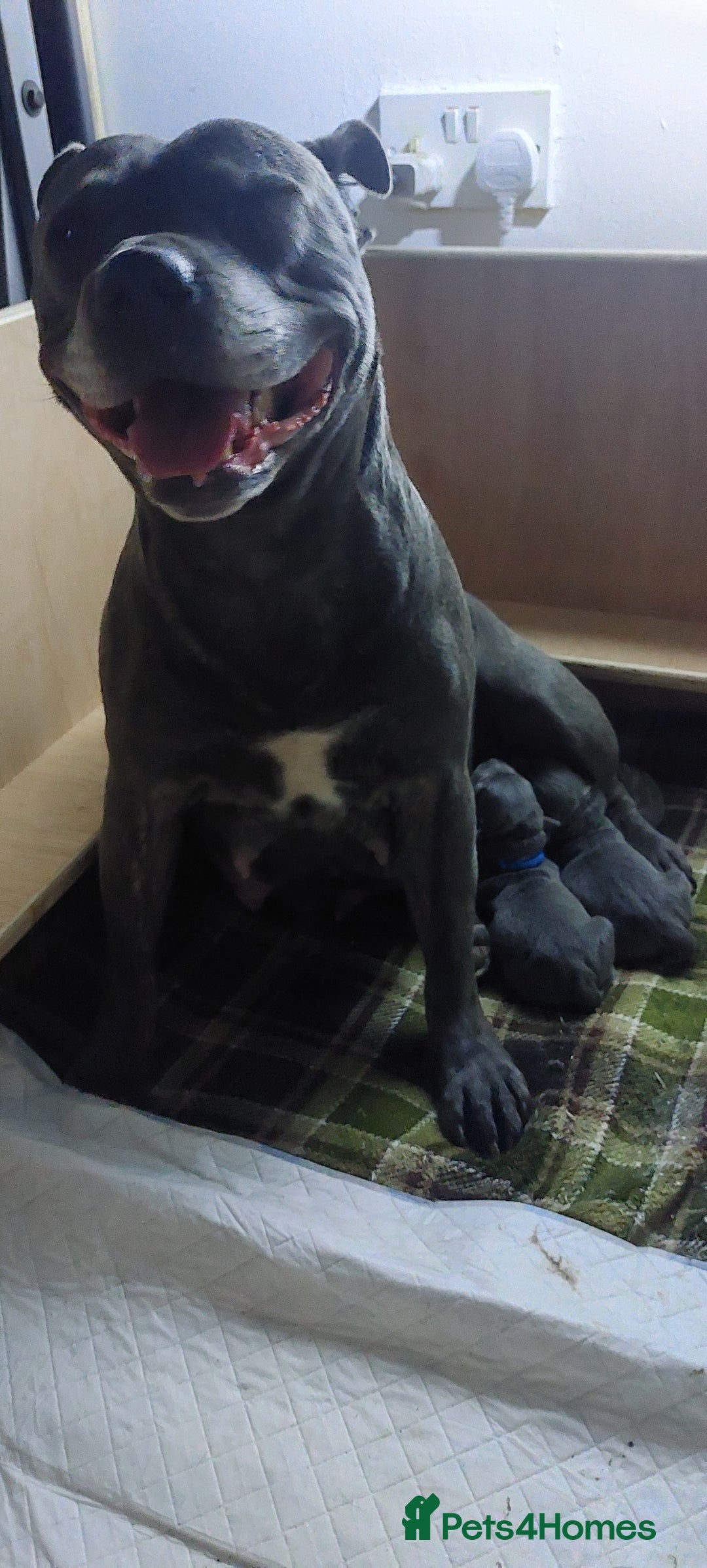 Staffordshire Bull Terrier dogs for sale: 💙KC Staffordshire Bull Terrier puppies 💙 - Image 5