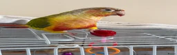 Conures birds for sale: Conure in Romford - Advert 1