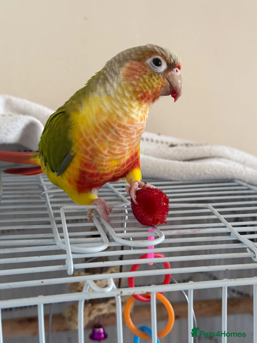 Conures birds for sale: Conure in Romford - Advert 1