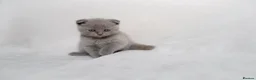 Scottish Fold cats for sale: Sottish Fold Beautiful kittens🐾 - £650 Each - Advert 9
