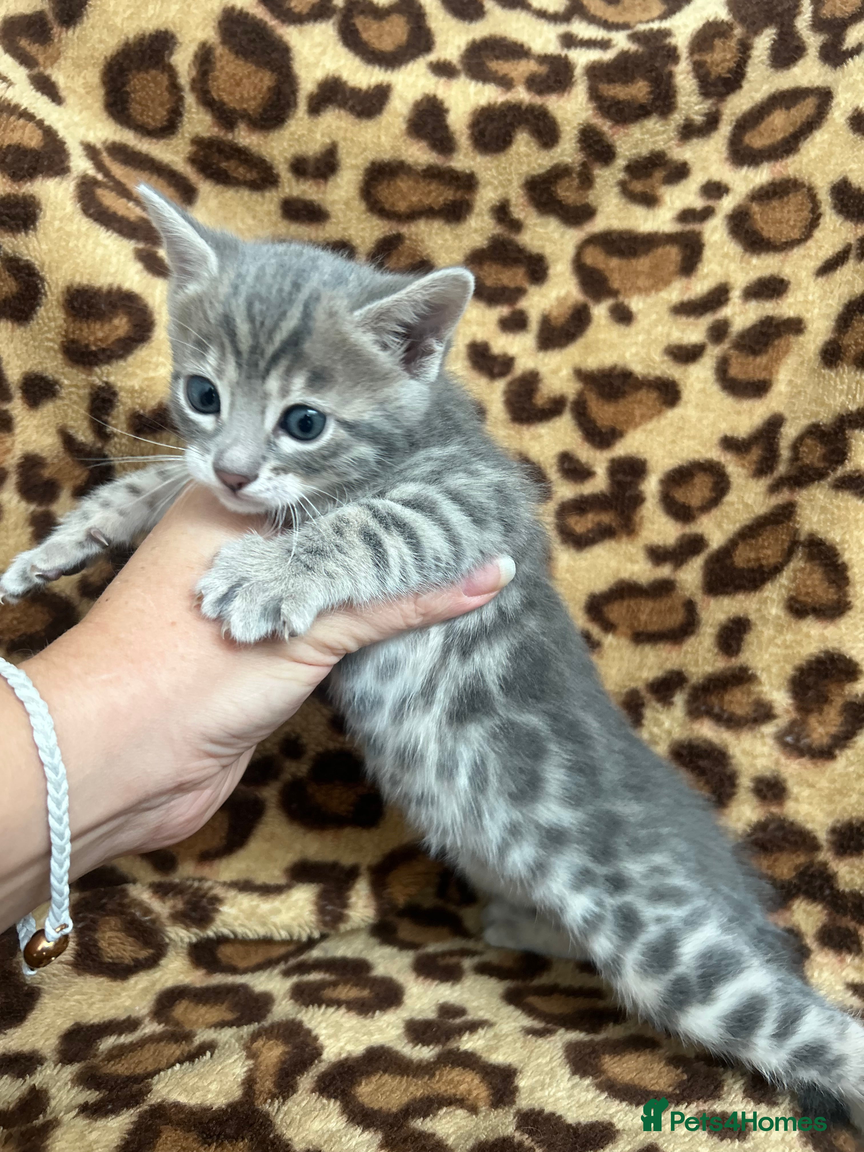 Bengal cats Beautiful Litter of Bengal Kittens - TICA Reg - Advert 2