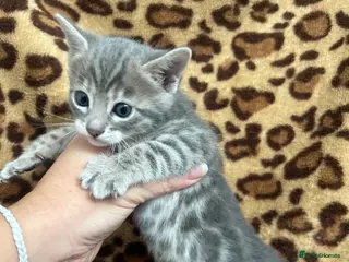 Bengal cats Beautiful Litter of Bengal Kittens - TICA Reg - Advert 2