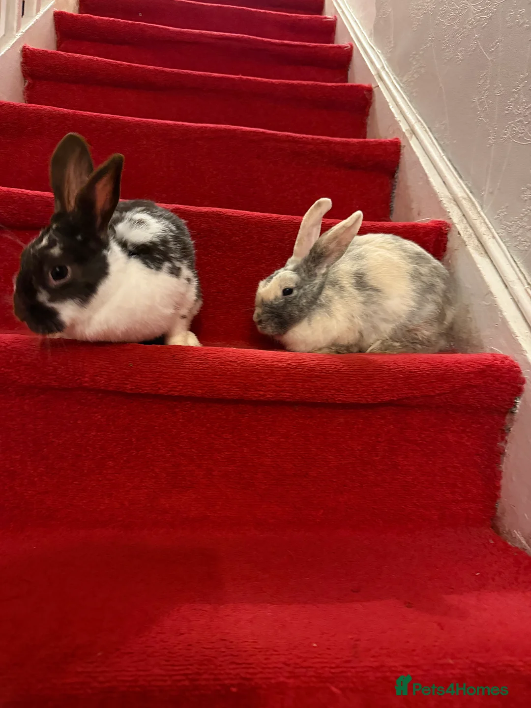 Mixed Breed rabbits for sale: Rabbit  - Advert 2