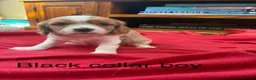 Cavalier King Charles Spaniel dogs for sale: Stunning Cavalier King Charles Puppies in Pencader - Advert 5