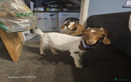 Goats livestock for sale: Two goats, one male one female - Image 1