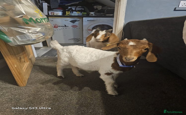 Goats livestock - Advert 1