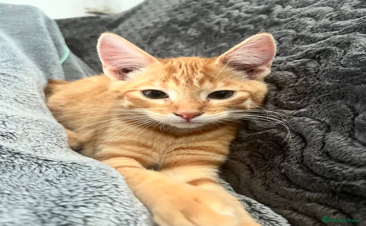 Mixed Breed cats - Advert 5