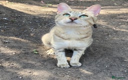 Savannah cats for sale: Pedigree F5 SBT SAVANNAH girl seeks forever home in Manchester - Image 3