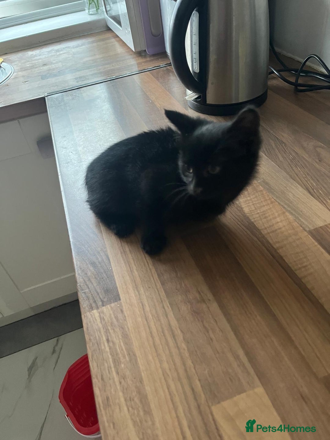 Mixed Breed cats for sale: 2 kittens ready for collection  - Image 4