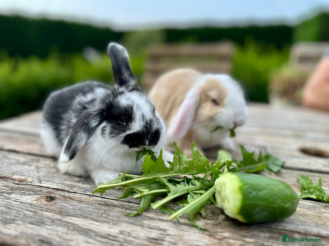Mini Lop rabbits for sale: 2 mini lops for sale, 1 male 1 female - Image 2
