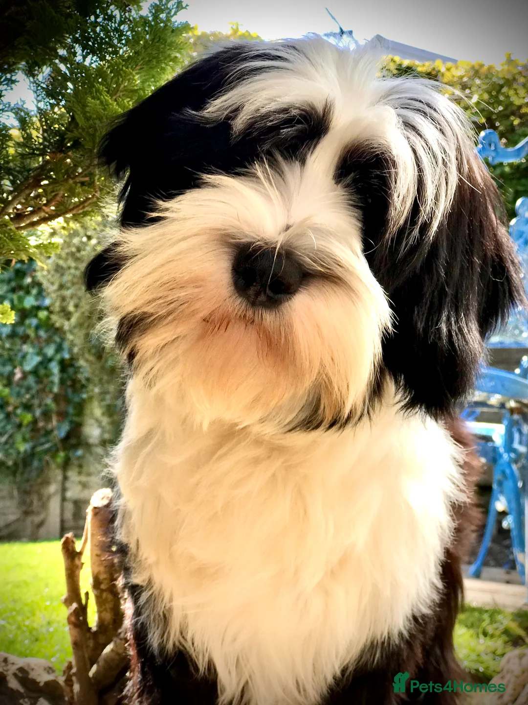 Tibetan Terrier dogs for stud: Araki Fabulous Fergus Extensive Health Tests  - Advert 6