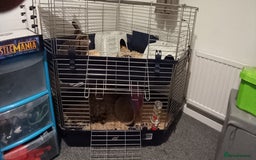 Mini Lop rabbits for sale: 2 brother bunnies - Advert 3