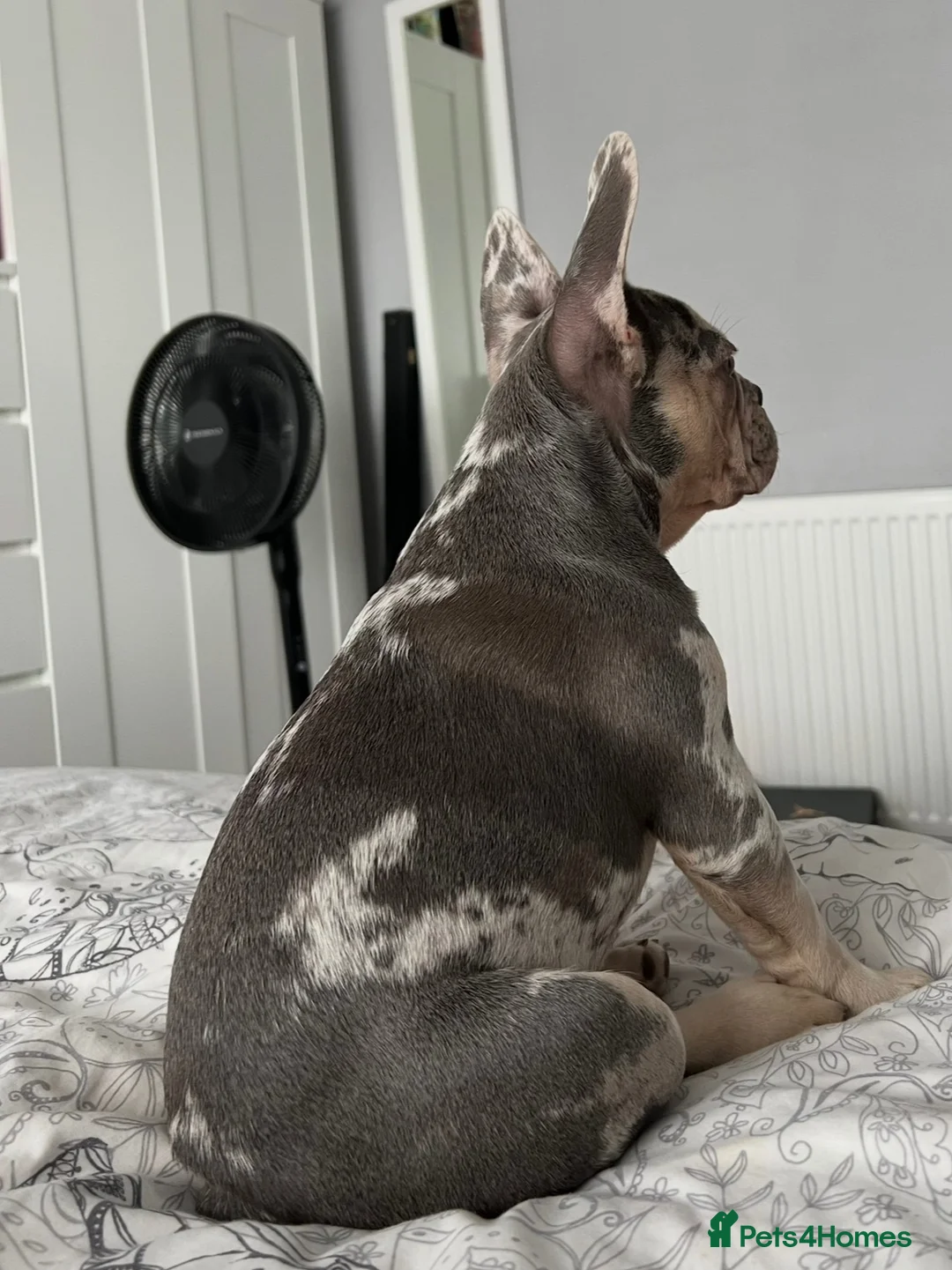 French Bulldog dogs for sale: Lilac & Tan Merle Frenchie Experienced Home only - Advert 4