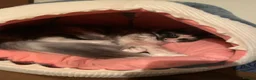 Mixed Breed cats for sale: [4 Yr Old] Mixed Looking For Forever Home - Advert 3