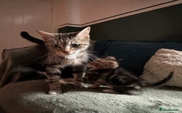 Mixed Breed cats for sale: Kitten - Image 2
