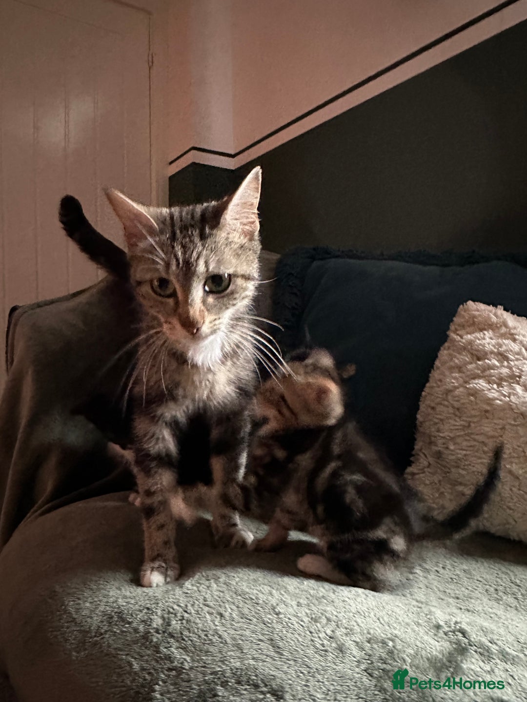 Mixed Breed cats for sale: Kitten - Image 2