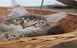 Maine Coon cats for sale: Only one left 🏅TICA🏅Pedigree maine coon kitten  - Image 4
