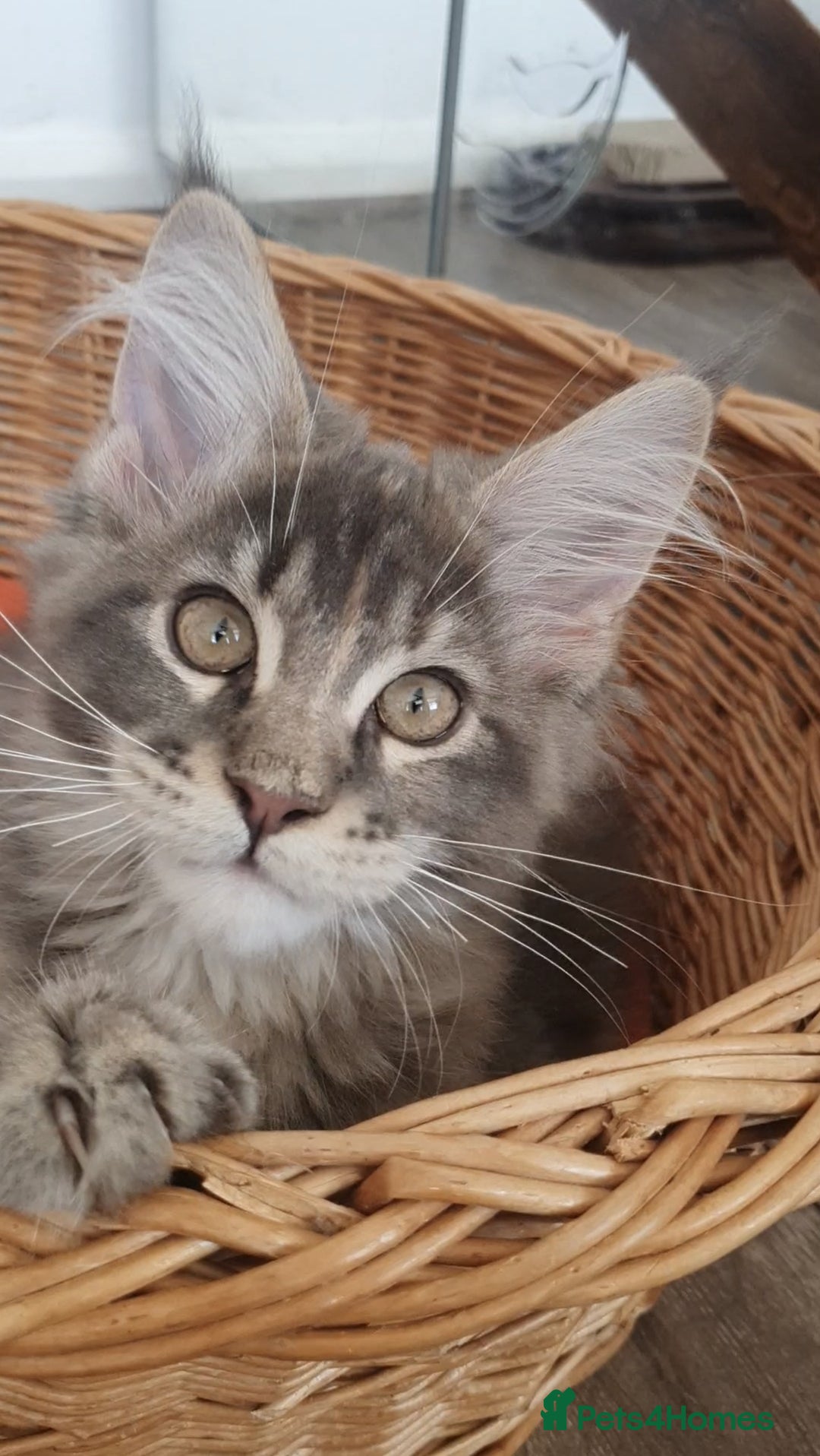 Maine Coon cats for sale: Only one left 🏅TICA🏅Pedigree maine coon kitten  - Image 4