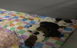 Sprocker dogs for sale: Beautiful Sprocker Puppies Ready 30th December - Image 4