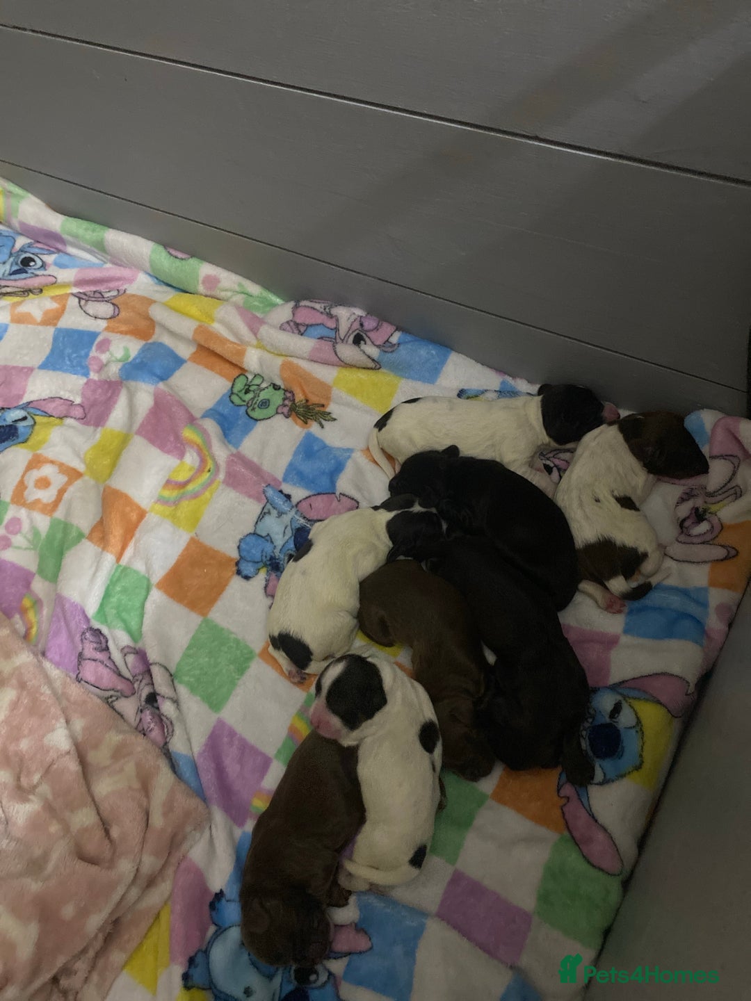 Sprocker dogs for sale: Beautiful Sprocker Puppies Ready 30th December - Image 4