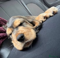 Cocker Spaniel dogs - Advert 1