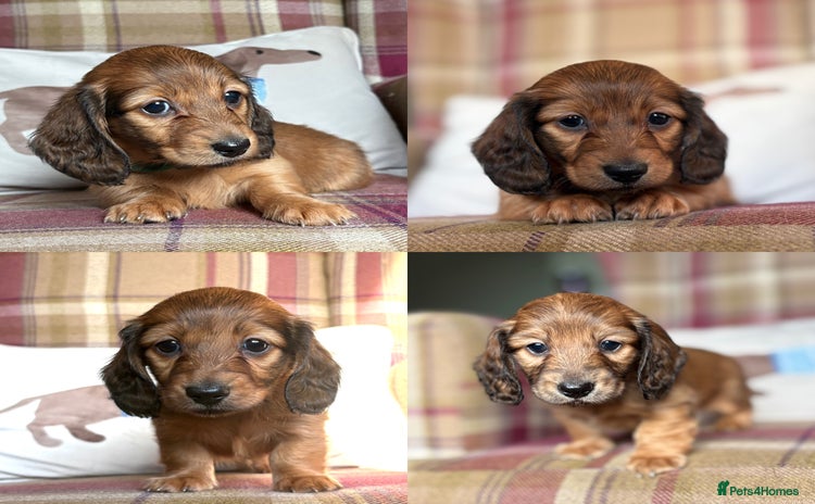Miniature Dachshund dogs KC LONG HAIRED MINIATURE DACHSHUNDS🤍 - Advert 2