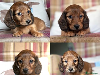 Miniature Dachshund dogs KC LONG HAIRED MINIATURE DACHSHUNDS🤍 - Advert 8