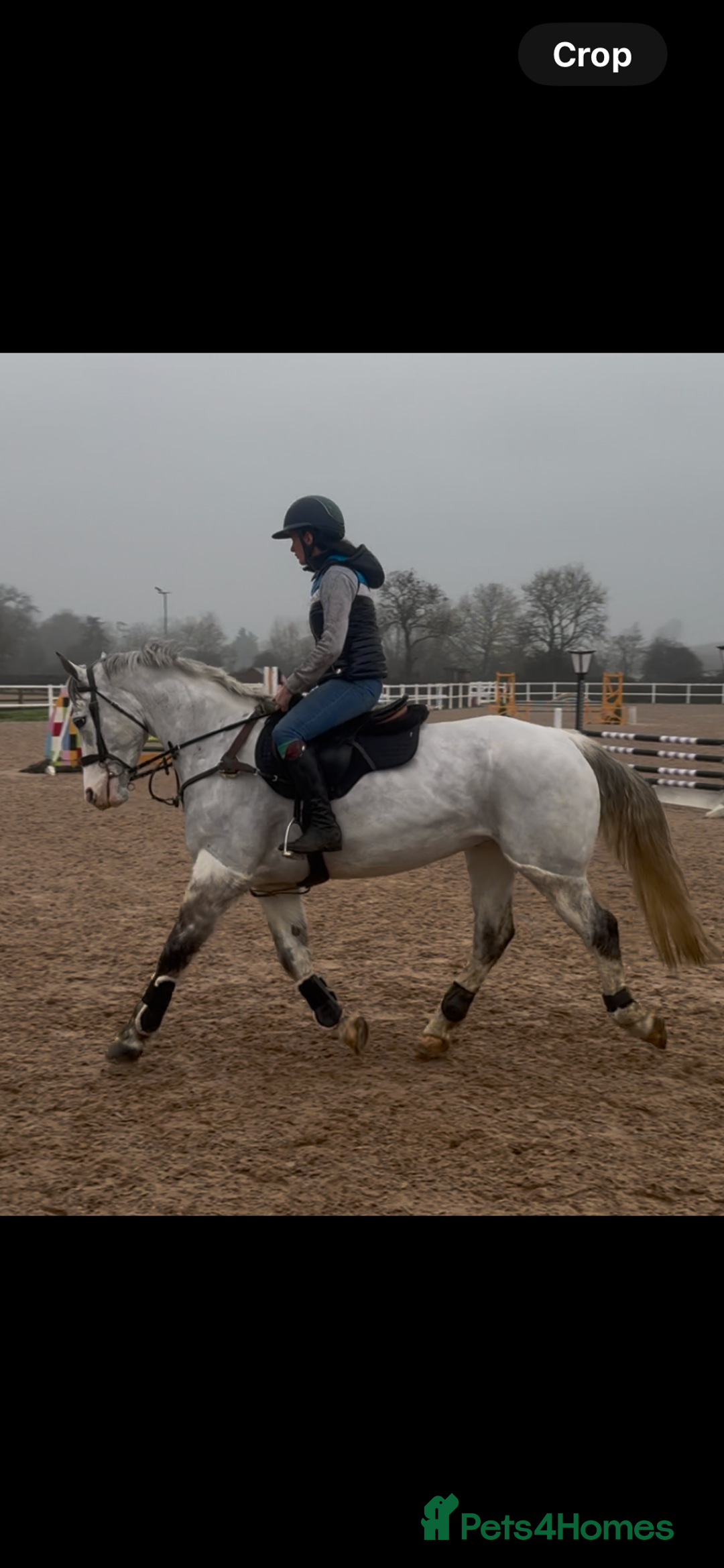 Irish Sports horses for sale: Perfect Paul Irish Gelding  - Advert 5