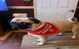 Pug dogs for sale: Lovely female pug  - Image 3