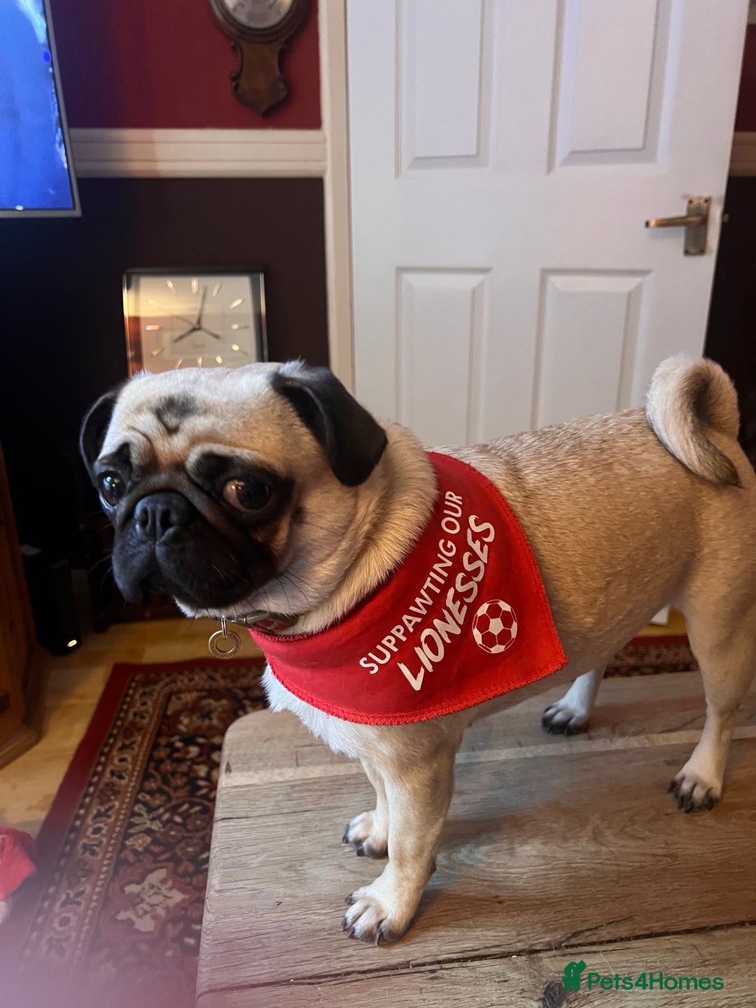 Pug dogs for sale: Lovely female pug  - Image 3