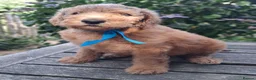 Standard Poodle dogs for sale: Standard Poodle Pups, KC Pedigree, All sold - Advert 7