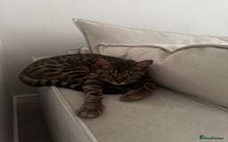 Bengal cats for sale: Bengal, Girl, 1yr old - Image 4